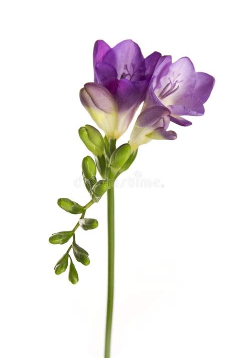 Fresia stock foto. Image of purper, installatie, fresia - 24030512