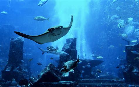 Descubre Las Diferencias Entre Rayas Marinas Y Mantarrayas Acuario