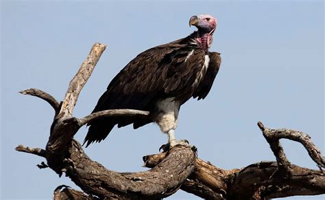 Lappet Faced Vulture The Animal Facts Appearance Diet Habitat