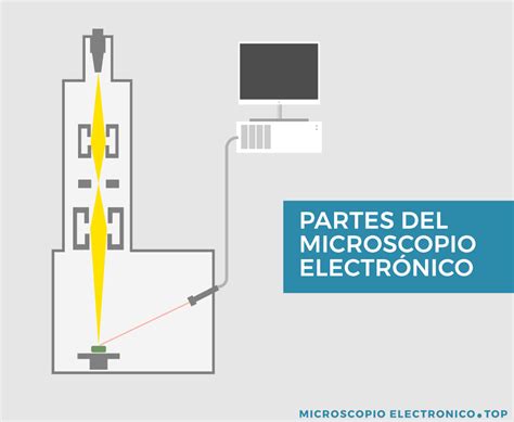 Guiño Muestra Empotrar Partes Del Microscopio Electronico De Barrido Y Sus Funciones Atlántico