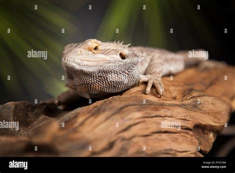 Root Bearded Dragon Agama Lizard Stock Photo Alamy