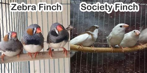 Zebra Finch Vs Society Finch What Is The Difference Pet Birds Keeper