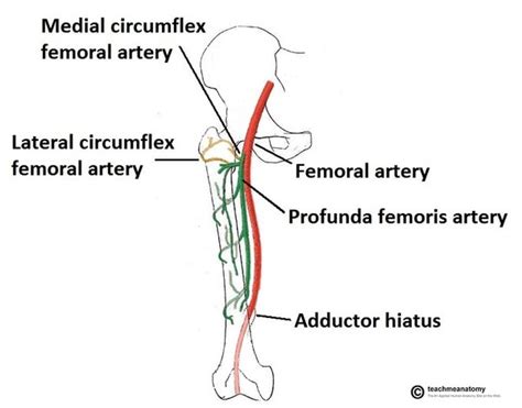 Search medial-circumflex-femoral-artery - Sai Hospital, Nashik