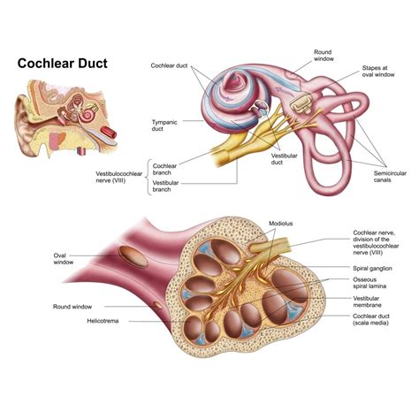 Anatomy Of The Cochlear Duct In The Human Ear Poster Print Walmart