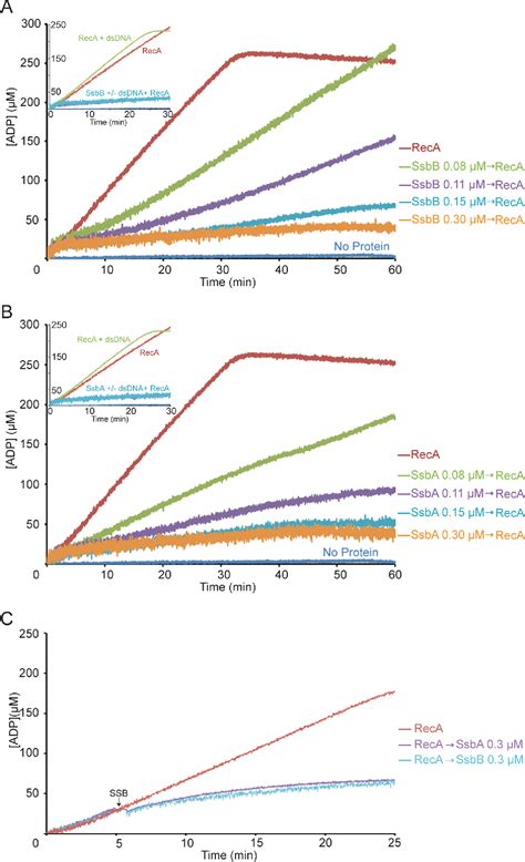 Figure From Roles Of Bacillus Subtilis Dpra And Ssba In Reca Mediated