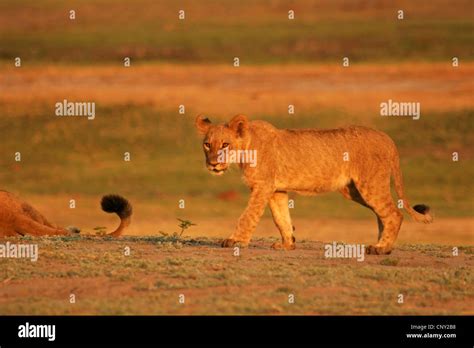 Lion Panthera Leo Lion Cub Moving Botswana Stock Photo Alamy