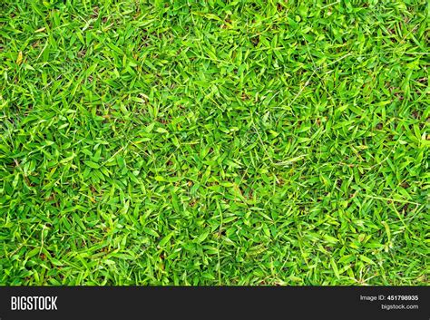 Green Grass Texture Image & Photo (Free Trial) | Bigstock