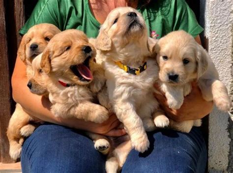 Vendita Cucciolo Golden Retriever Da Privato A Milano Due Splendidi