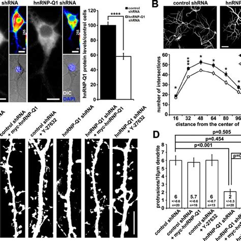 Morphological Analysis Of Cultured Hippocampal Neurons Upon Hnrnp Q