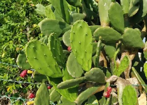 How To Transplant Prickly Pear Cactus Shuncy Love The Green