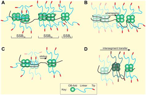 Ssb Forms Dynamic Structures On Single Stranded Dna A Ssb Can