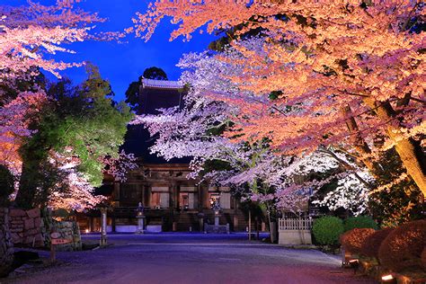 三井寺 桜