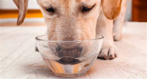 dog drinking  lot  water  guide  excessive thirst  dogs