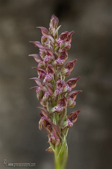 Orchis coriophora Sierra del Jaral Motril Granada Lucas Gutiérrez