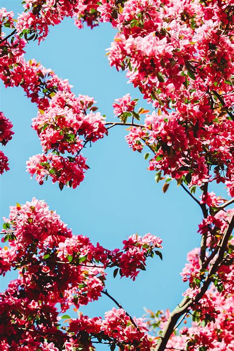 Red And Green Leaf Tree Under Blue Sky During Daytime Hd Mobile