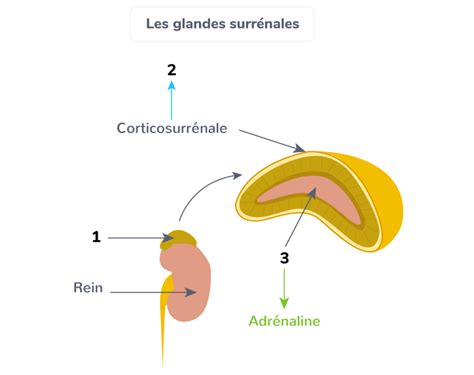 Conna Tre Les Caract Ristiques Des Glandes Surr Nales Tle Exercice