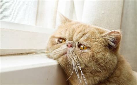 Gatto Exotic Shorthair Carattere Particolarità Cura E Prezzo