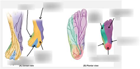 Cutaneous Innervation Labeling Diagram Quizlet