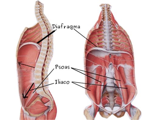 Diafragma M Sculo Clave Fisioterapia Goya