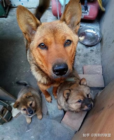 本土名犬——“中华田园犬”，它的优点，众人点赞 知乎