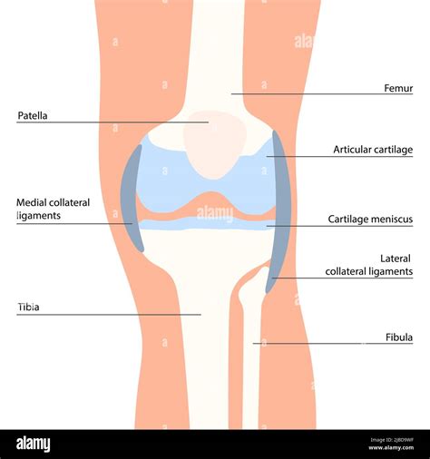 Knee anatomy, illustration Stock Photo - Alamy