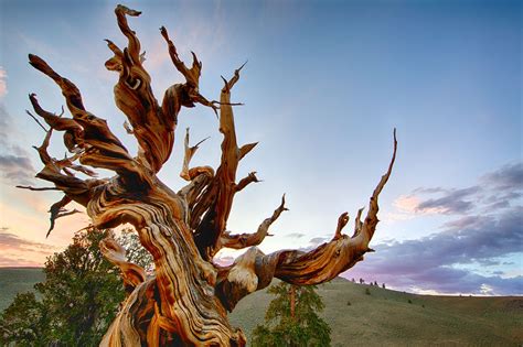 Methuselah White Mountain California Methuselah Bristlecone Pine