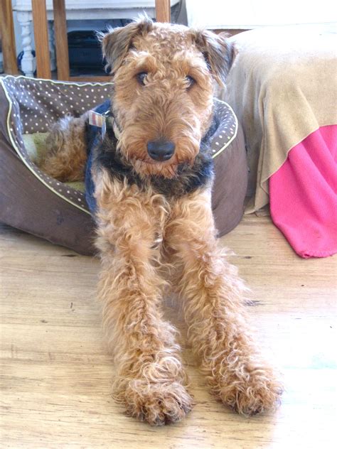 Airedale Terrier Small Curly Haired Dogs Pets Lovers