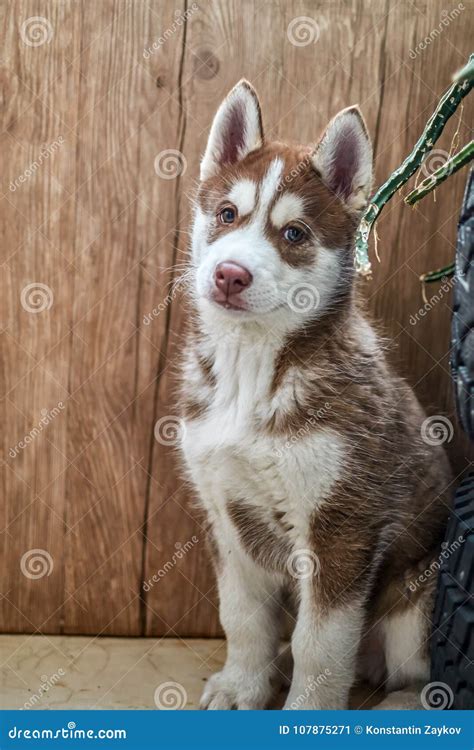 Perrito Rojo Lindo Del Husky Siberiano Imagen De Archivo Imagen De