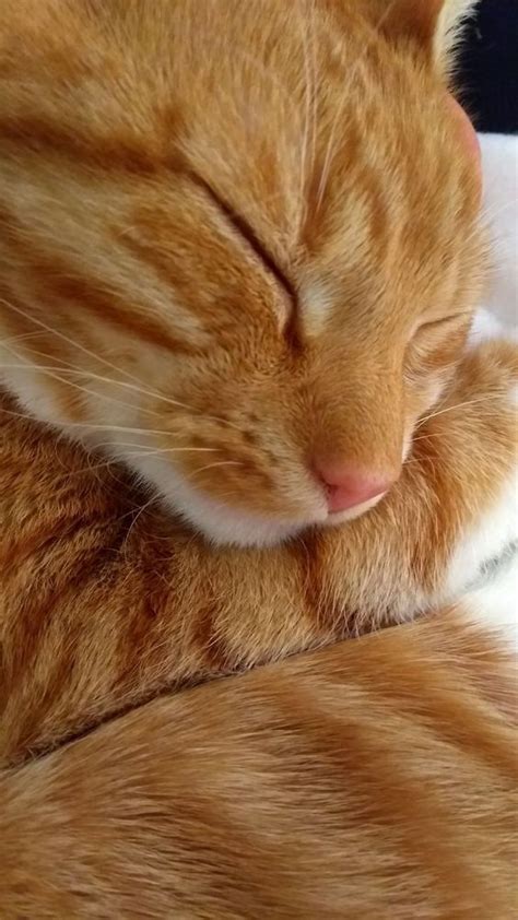 Discover Fascinating Facts About Your Cat S Sleep Patterns