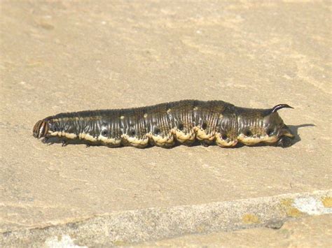 Convolvulus Hawk-moth caterpillar identification | Wildlife Insight