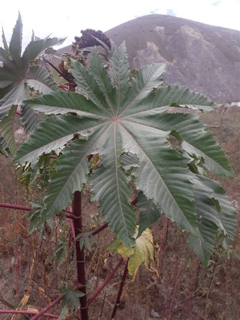 Ricinus Communis Higuerilla Nombre Cient Fico Rici Flickr