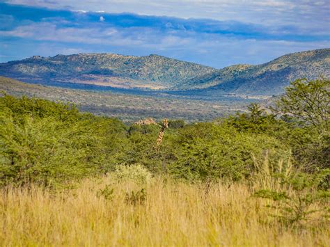 Pilanesberg Safari Day Trip: 2 hours from Joburg - The Scribs and Nibs