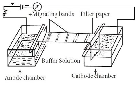 Electrophoresis: Overview, Principles and Types ~ Microbiology Notes