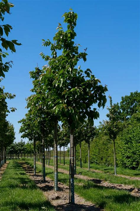 Prunus Serrulata Taihaku Rosaceae Van Den Berk Nurseries