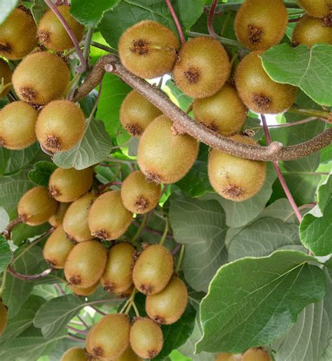 Hayward Fuzzy Kiwi Actinidia Deliciosa Hayward Female