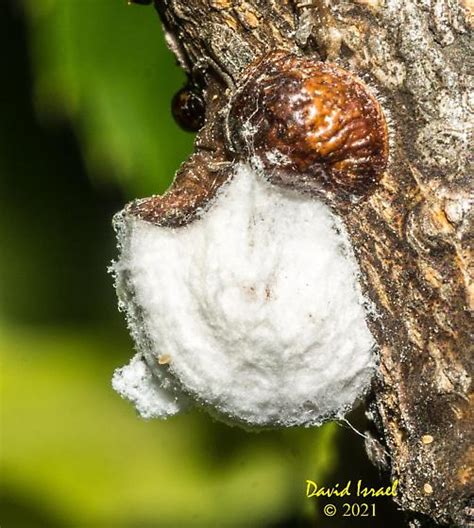 Scale Insects Bugguide