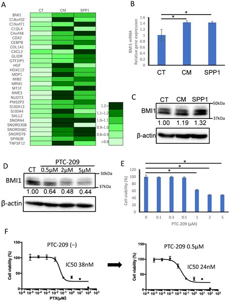 Cancers Free Full Text Spp Derived From Macrophages Is Associated