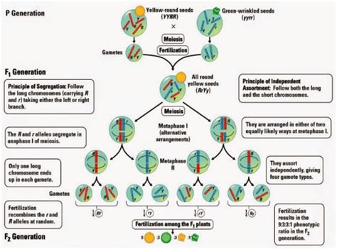 Chromosome Theory Of Inheritance W3schools