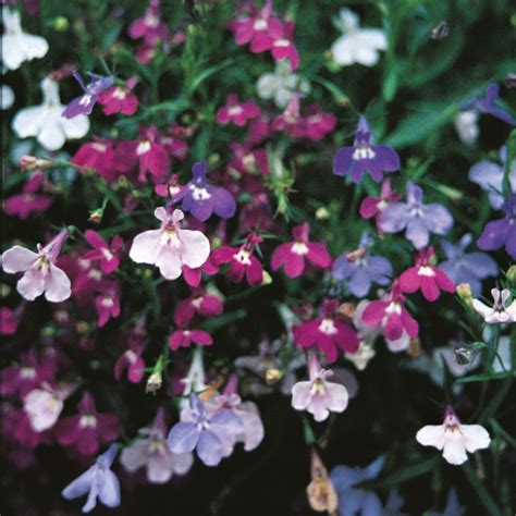 Lobelia Trailing Pendula Cascade Mixed Pack Kings Seeds South