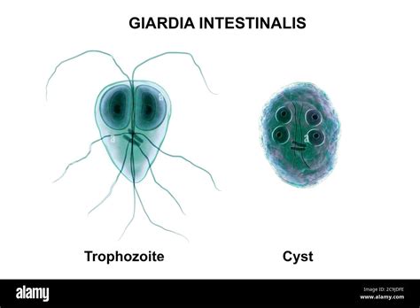 Giardia Intestinalis Trofozoita Y Quiste Antes Conocido Como G Lamblia O Lamblia Intestinalis