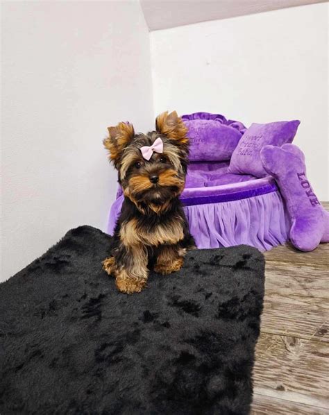 Yorkshire Terrier Yorkshire Terrier Cu Pedigree York Mini Oradea