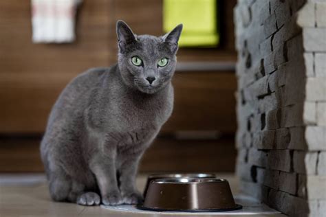 Facts About Russian Blue Cats What You Need To Know