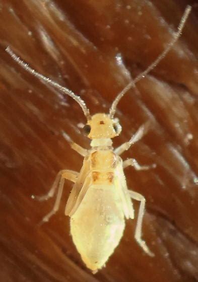 Graphopsocus Cruciatus Nymph Graphopsocus Cruciatus BugGuide Net