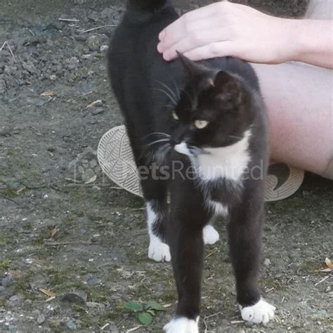 Found Cat Black And White Cat Knaresborough Area North Yorkshire