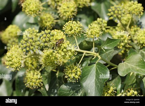 Buntes Efeu Fotos Und Bildmaterial In Hoher Aufl Sung Alamy