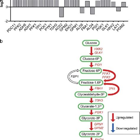 The Effects Of Pyrvinium Pamoate On Central Carbon Metabolism A