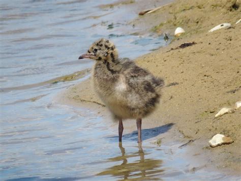 Mouette Rieuse Juv Nile Nism