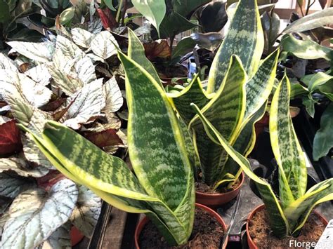 Best Snake Plant Companion Plants For Indoor Spaces Florgeous