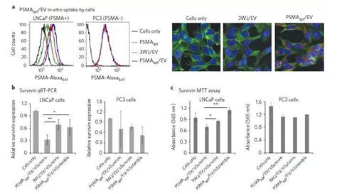 俄亥俄州立大学nature Nanotechnology：通过纳米粒子方向性控制rna及相应配体达到治疗癌症的效果 搜狐大视野 搜狐新闻