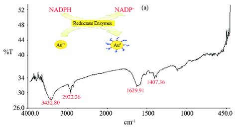 Ft Ir Spectrum Of Gold Nanoparticles Synthesized By Penicillium